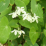 Epimedium diphyllum.png